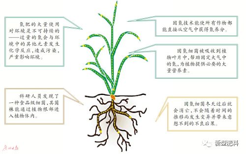 泰宝科普英国科学家用固氮细菌制成新肥料