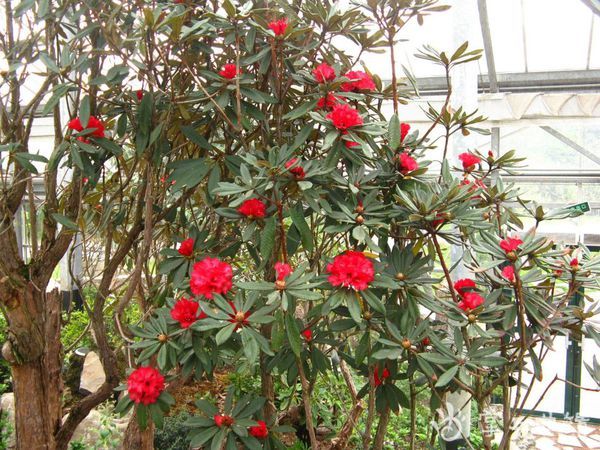 投票| 市树,市花评选,这些候选"佳丽"