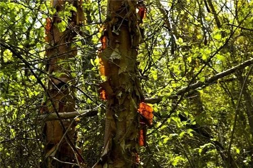 读树太白山_松树