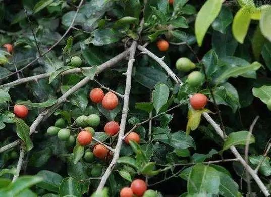 五层龙:干扰糖分分解酵素的活动,抑制摄入的糖分吸收,防止多余的糖分