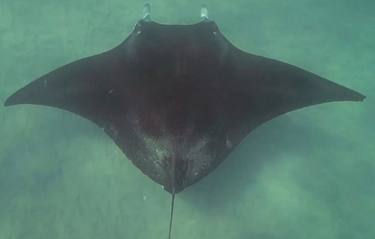 3米宽的魔鬼鱼被鱼钩钩住眼睛竟主动游向潜水员求助