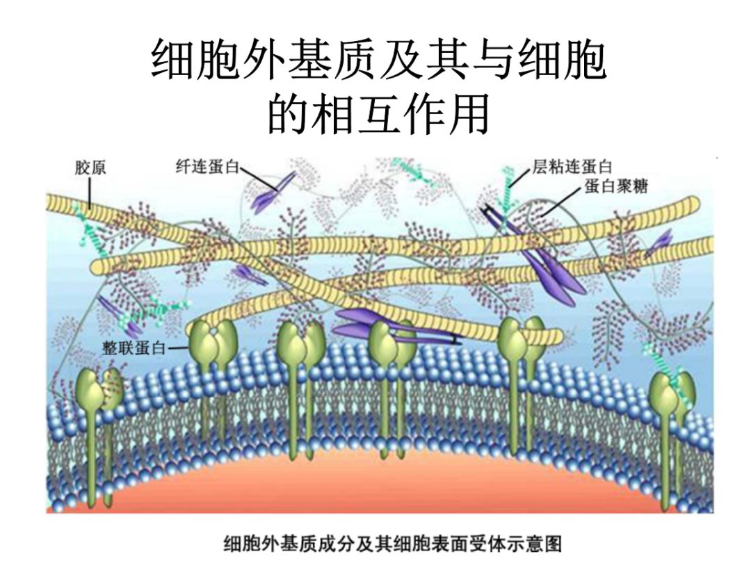 立见知识库慢性创面延迟愈合的原因之二自由基与细胞外基质