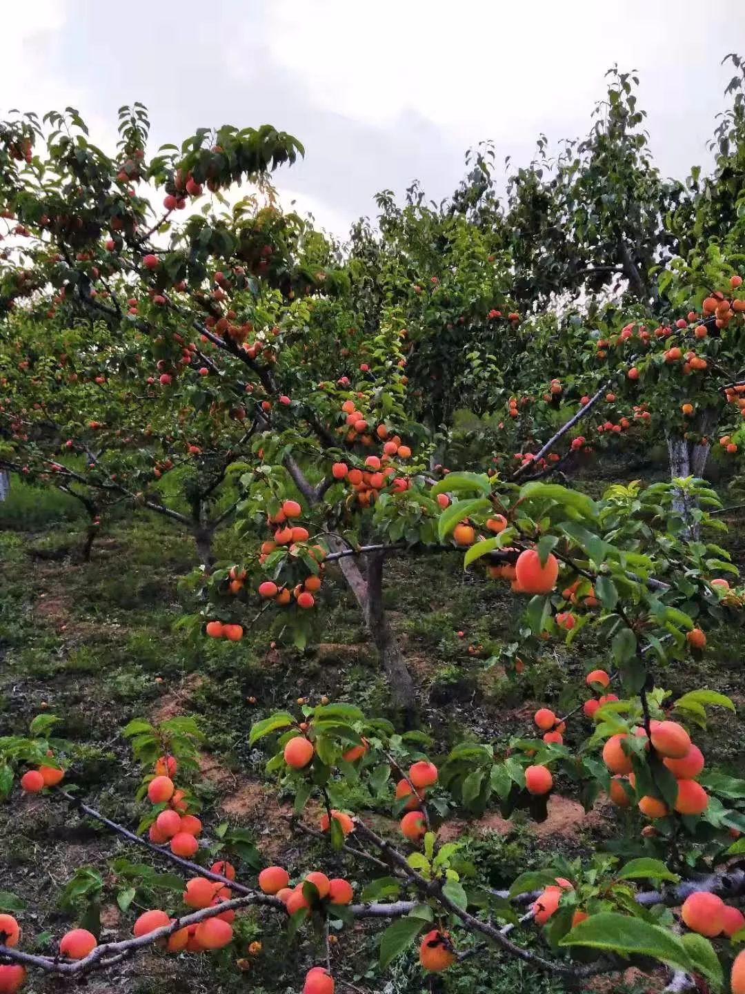 野川杜寨无人自助采摘园桃子采摘开始啦
