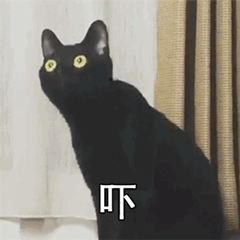 黑猫也叫做玄猫,西方国家认为黑猫是女巫的宠物,所以他们认为黑猫是不