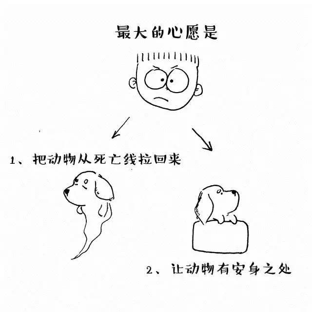 在中國請尊重並善待流浪動物救助者他們承受了太多本不應該他們承受的