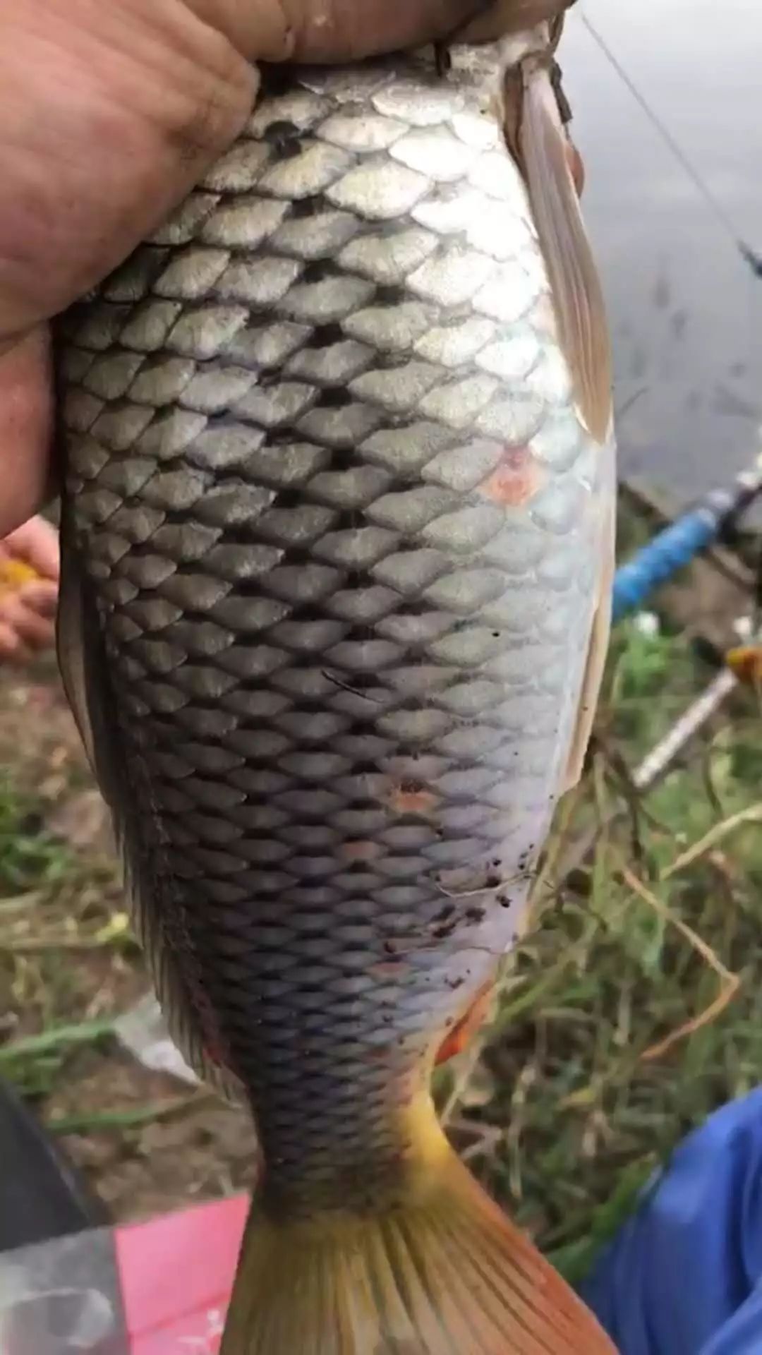 果不其然,没用几杆,就钓了一条半斤小鲤鱼拐子,由于是搓大饵垂钓,连钓