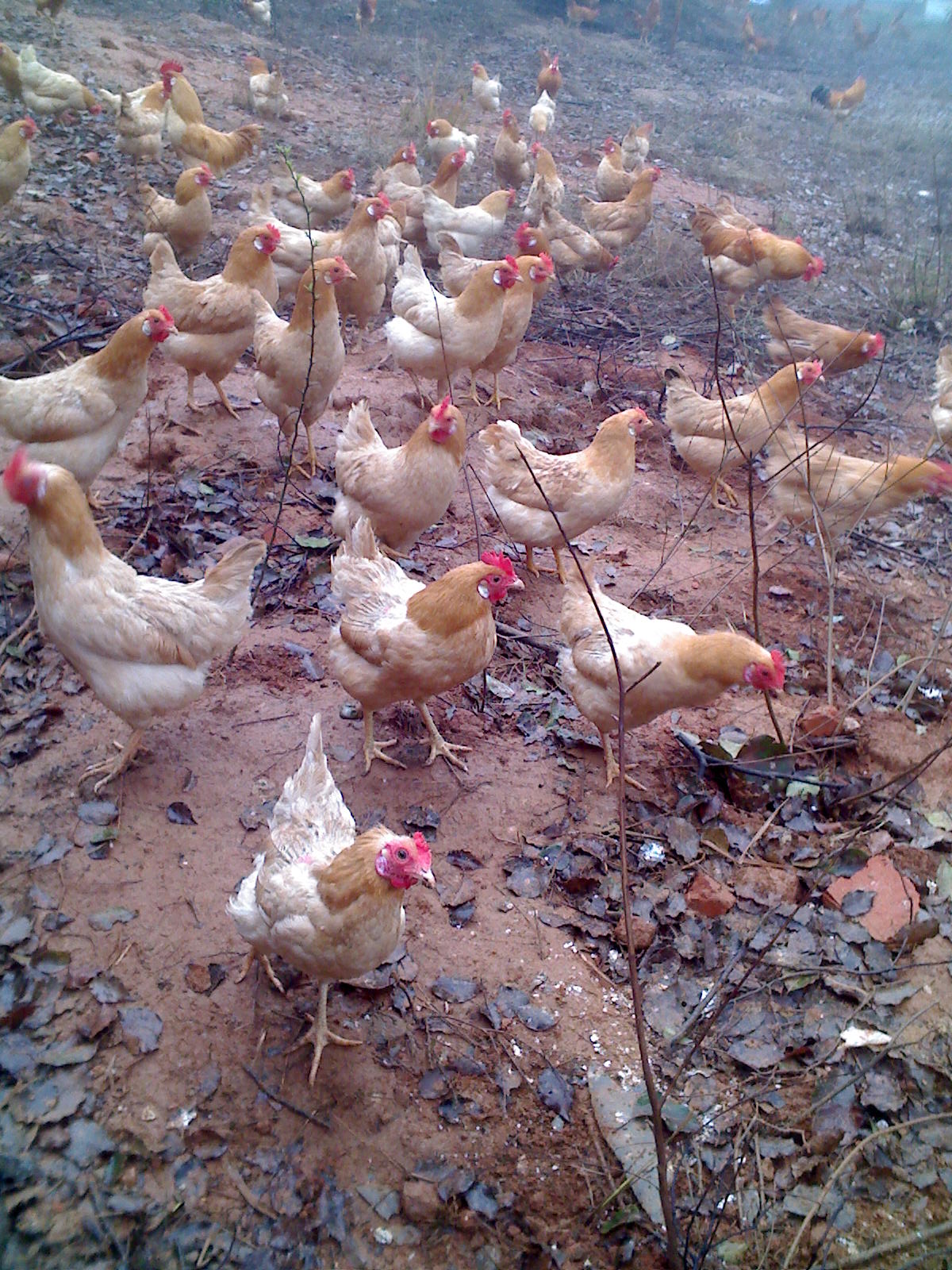 美食新体验丨官桥焦糖鸡鲜香来袭