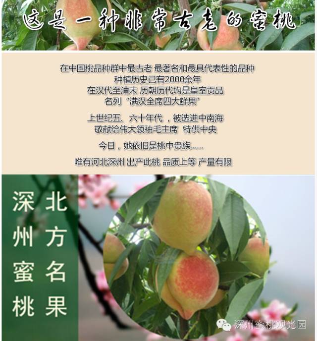 深州资讯2019深州蜜桃节热闹的蜜桃主产区