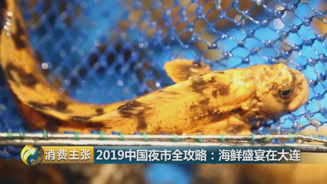 大连本地人都要碰运气才能吃到的夫妻鱼原来长这样