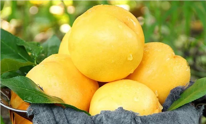 今年最后一波的晚熟黄油桃,脆有脆的爽口,软有软的多汁,同样爆甜!