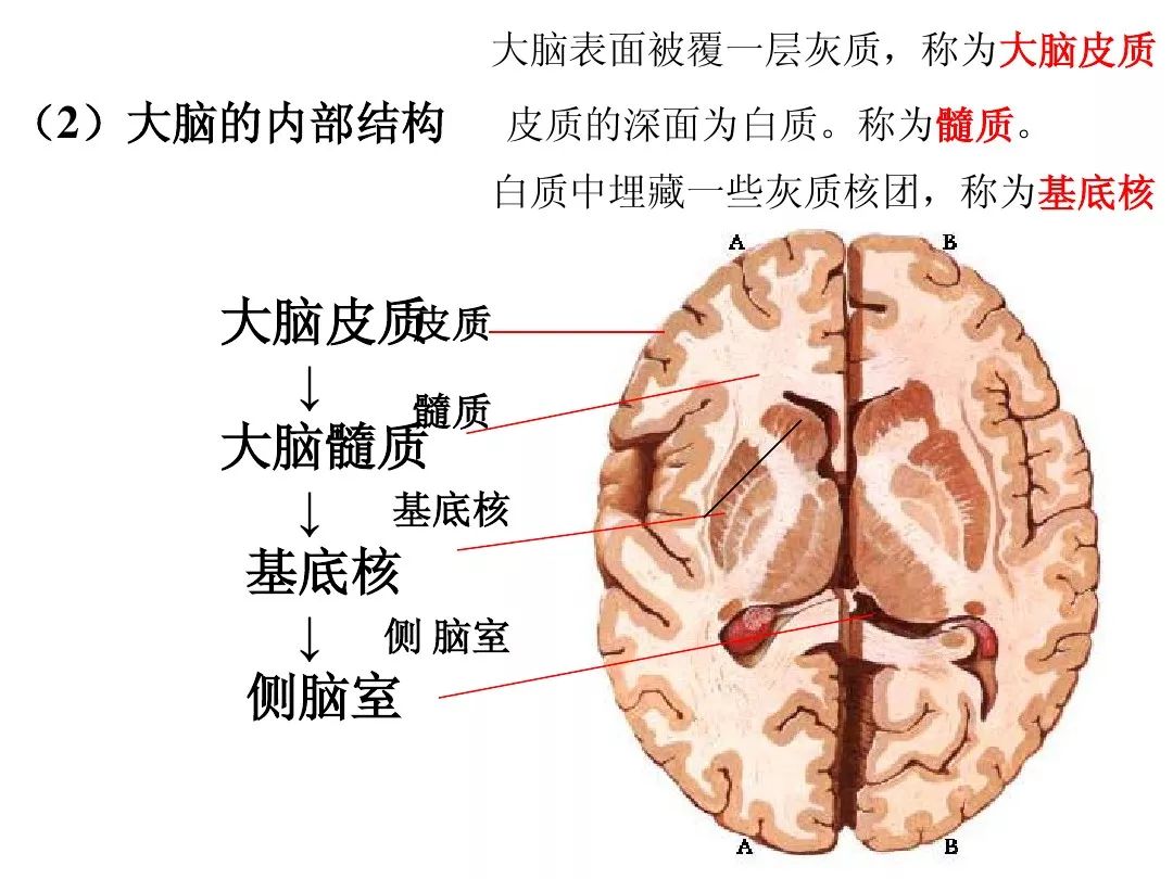 神经系统解剖