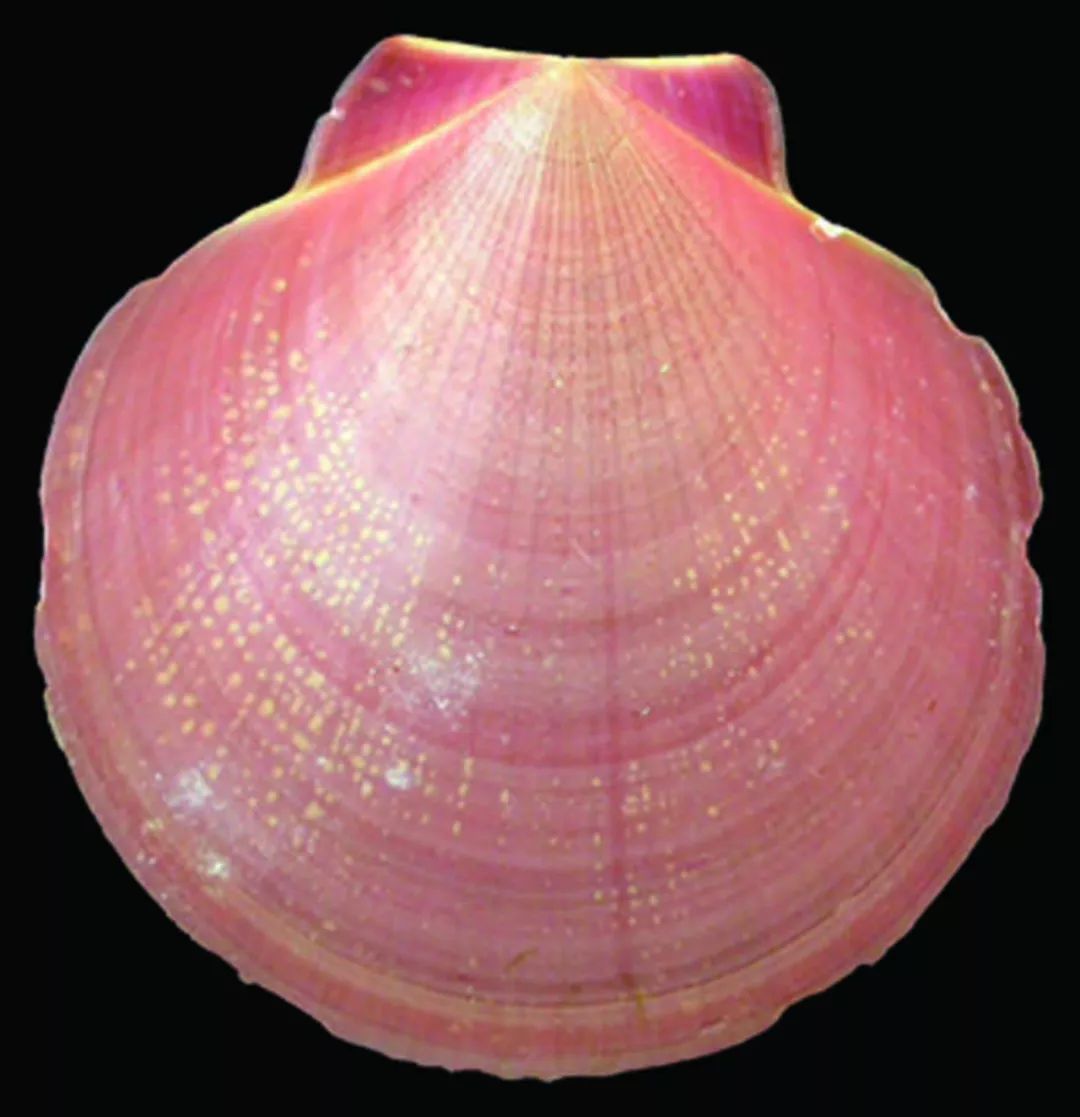 amusium pleuronectes长肋日月贝个体大,数量多,在我国南北沿海资源量