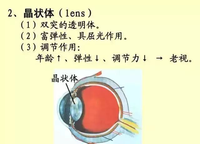 61张经典眼解剖与生理图片值得收藏