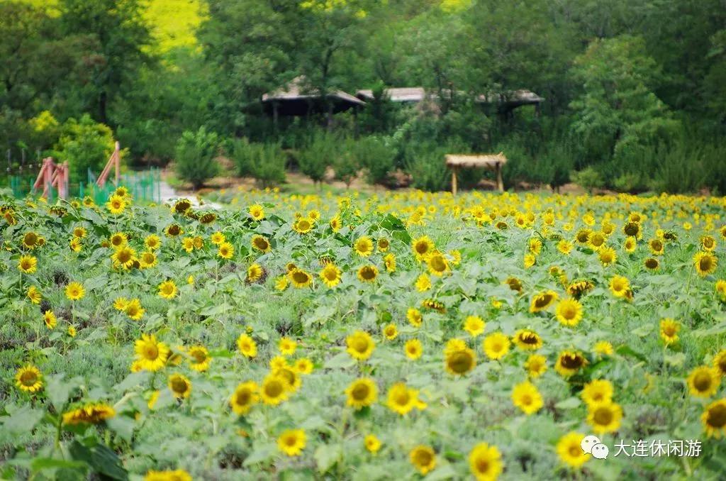 向日葵绽放,ins 田园风,露营bbq!
