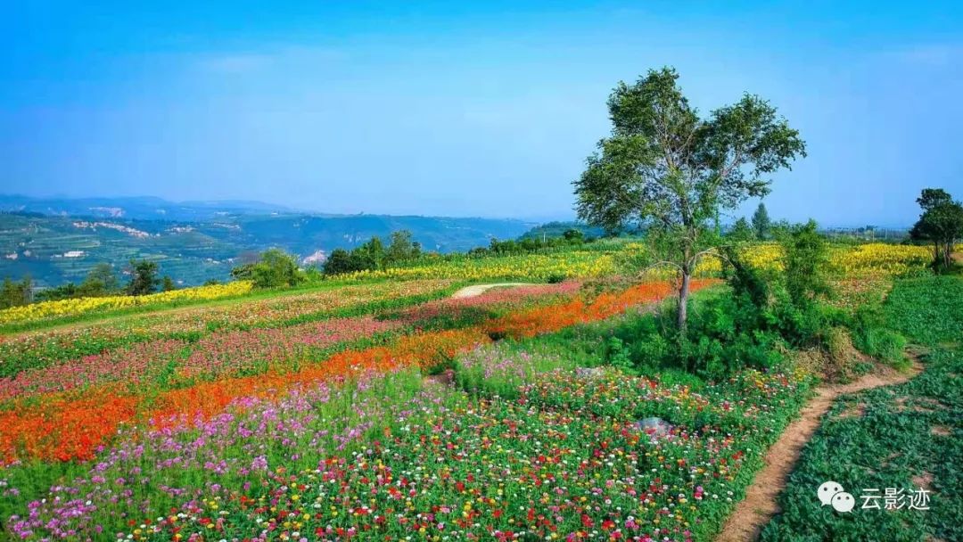 花海田園,你嚮往的就在這兒!陝州這地兒火啦