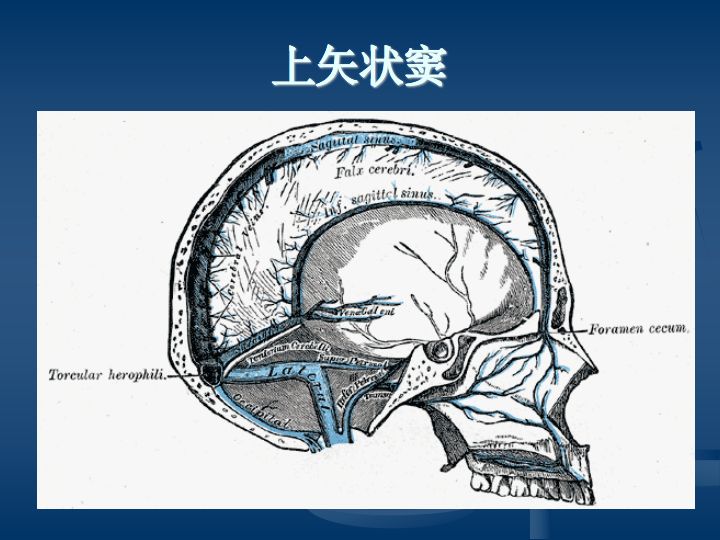 神經解剖腦血管之動脈系和靜脈系全227頁