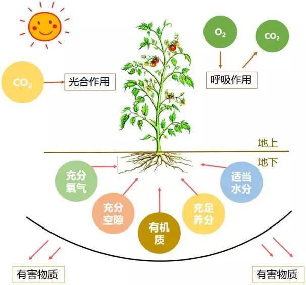 臨期食品市場規模值得期待有機農業的第一目標養土