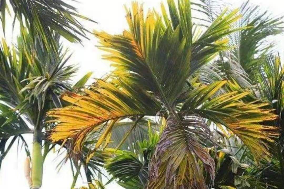 槟榔黄化病的黄化原因及专用药_手机搜狐网