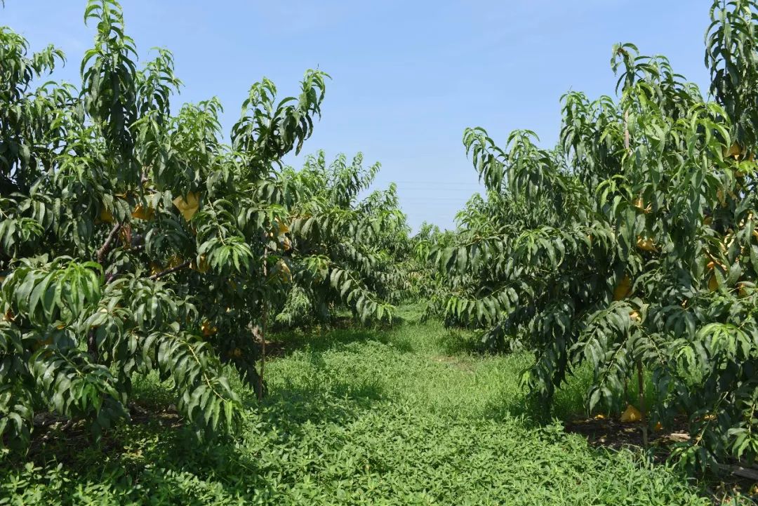 【基地直发】无为人可以享用到"国宴级"锦绣黄桃,"抢鲜价"27.9元5斤_