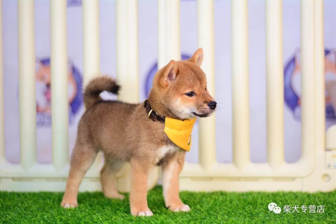 柴犬最早是被培育作為狩獵鳥類,兔子等小型動物的獵犬.