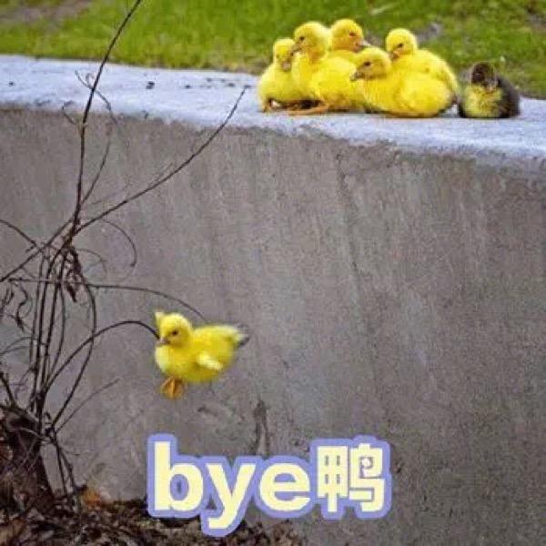 可爱的鸭鸭表情包合集你找哪位鸭