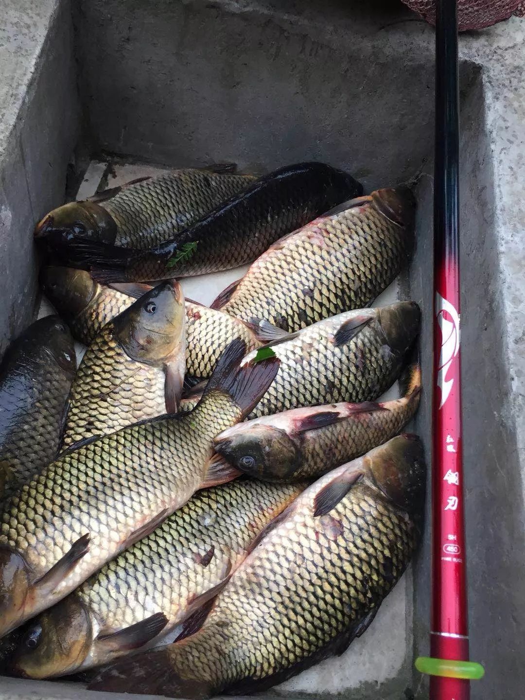 红狼翎刃鱼竿--黑坑狂抽,鱼获32.5斤!_休闲
