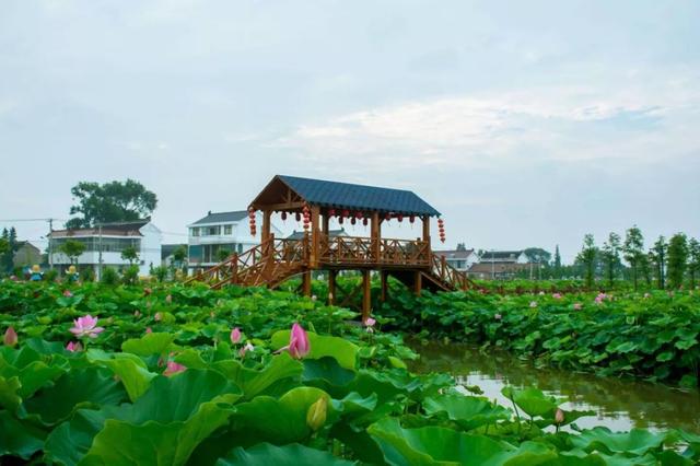 a:桃园村b:花园村c:顾庄村d:平园池村▼「d」18被誉为如皋母亲河的