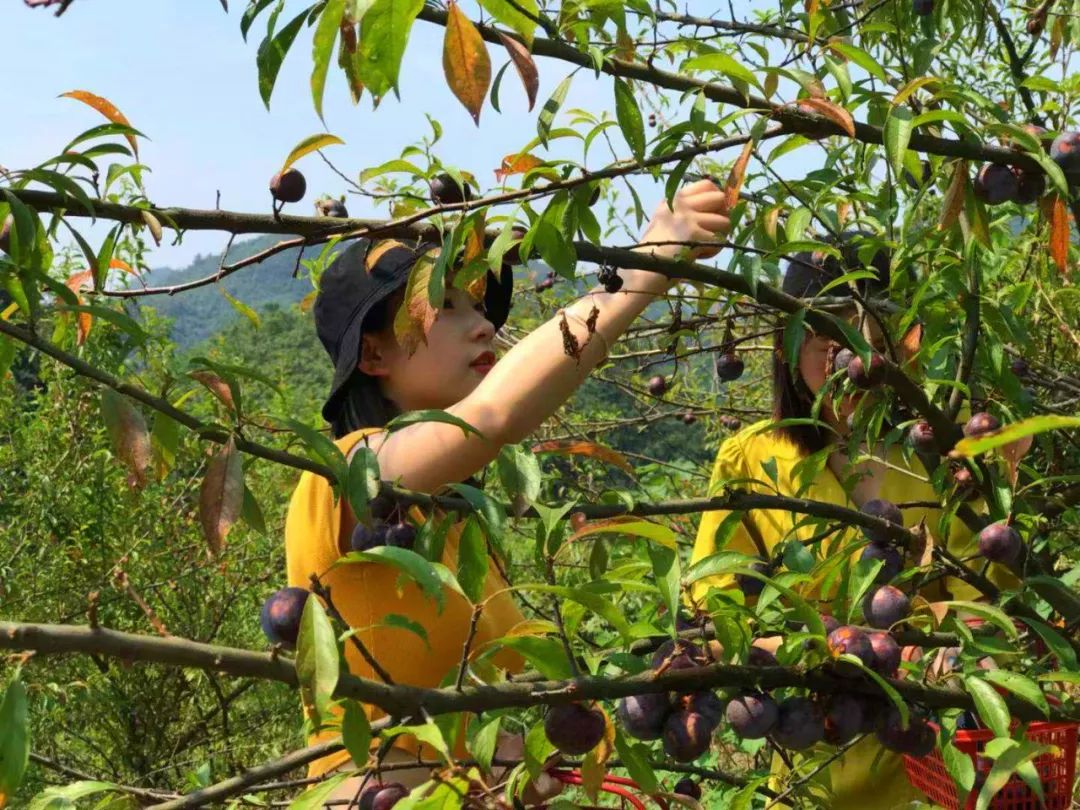 这货在江口红得发紫明天周末去收了它