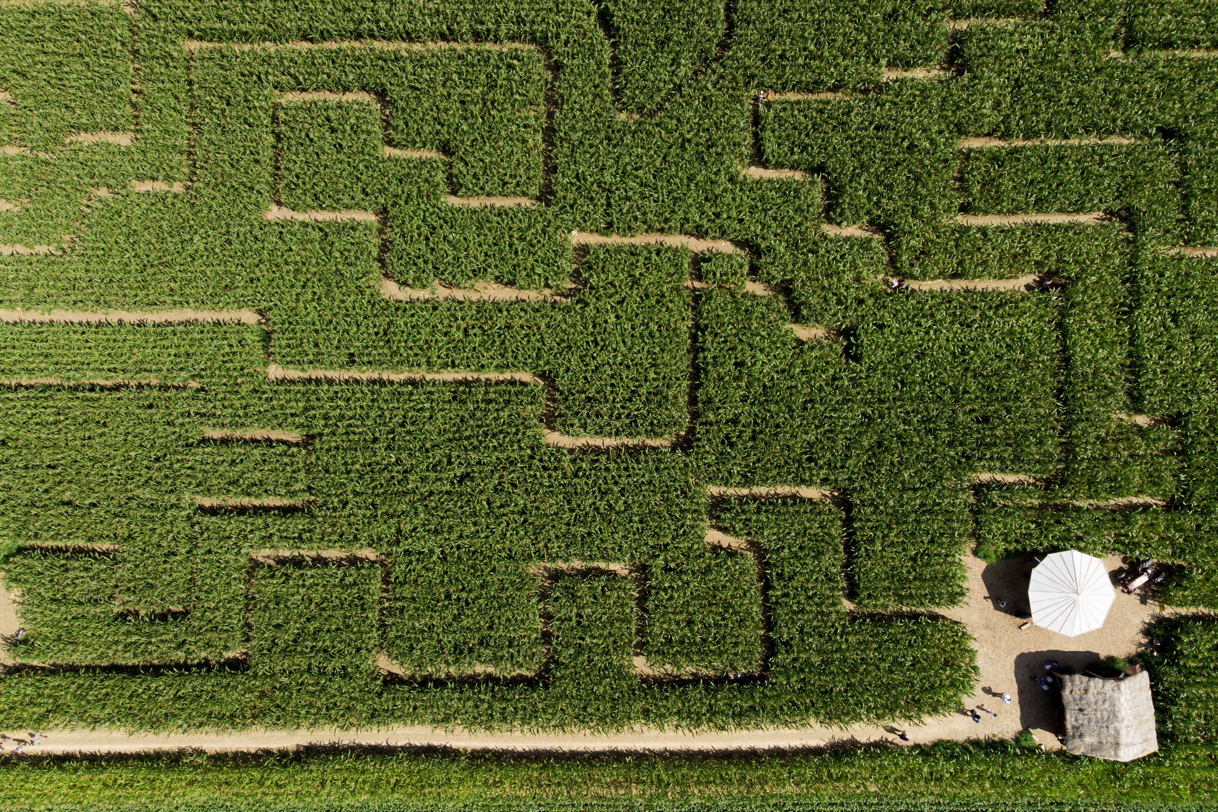 玉米迷宫平面图片