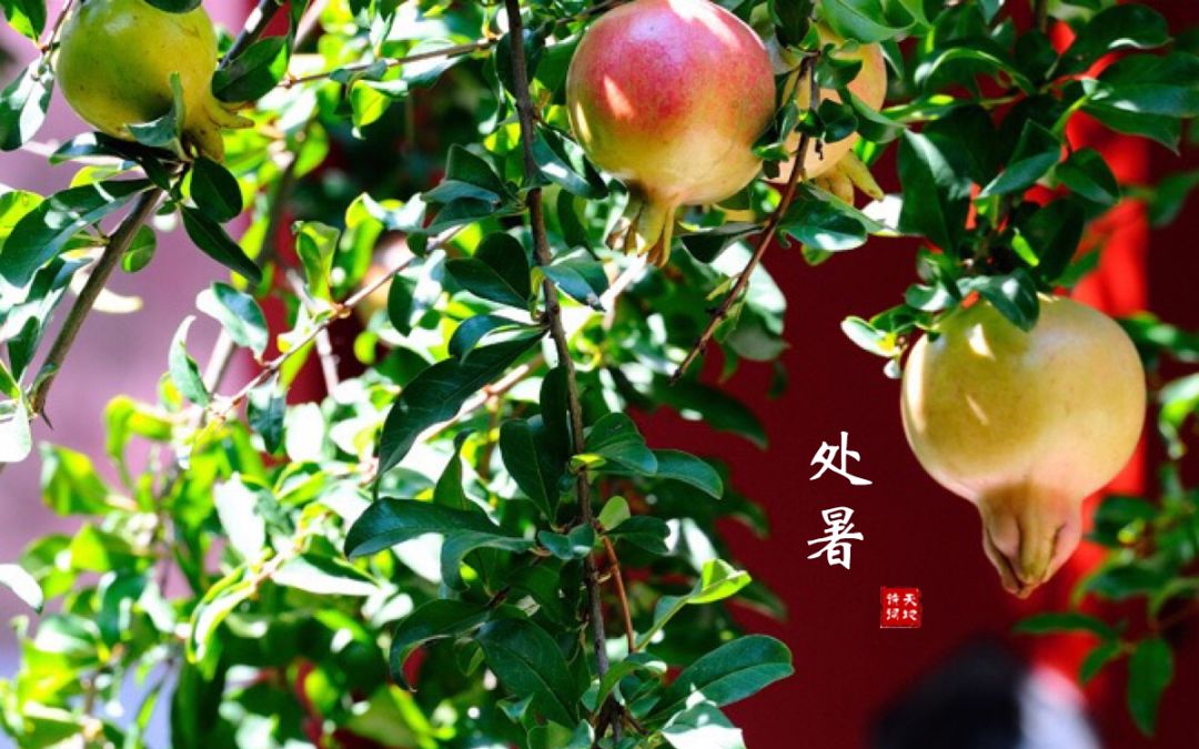 今日处暑把这些处暑习俗给孩子讲讲吧长知识