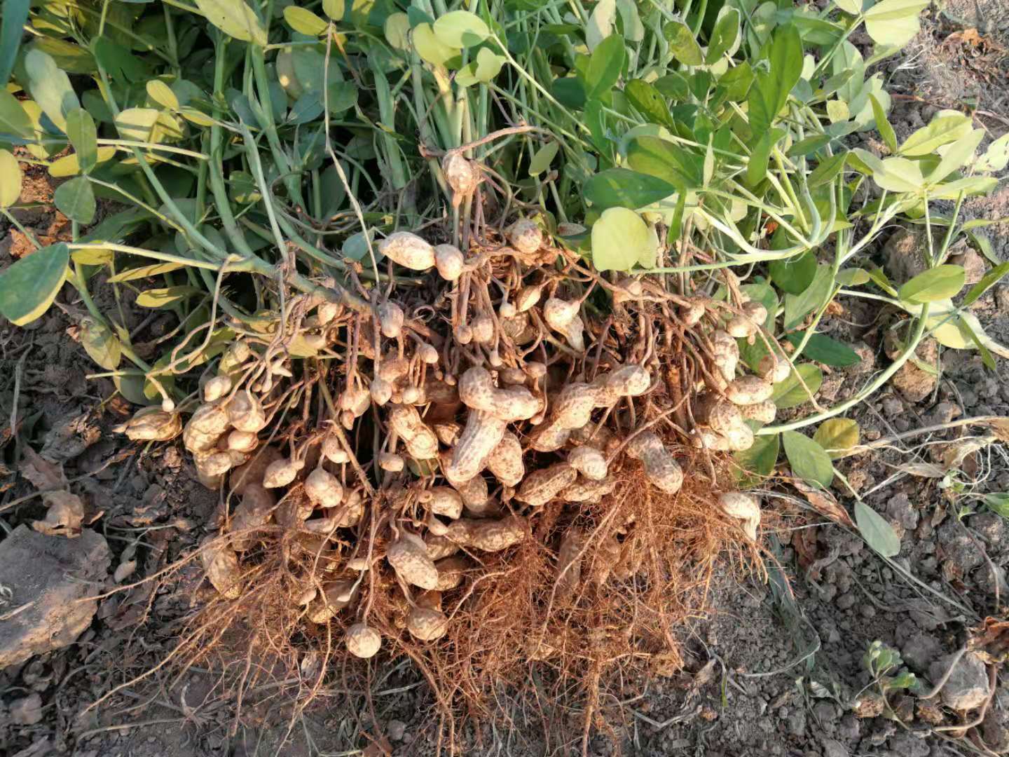 如何判断花生成熟?