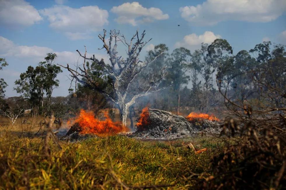 心痛!亚马逊雨林大火连烧3周无人管无报道