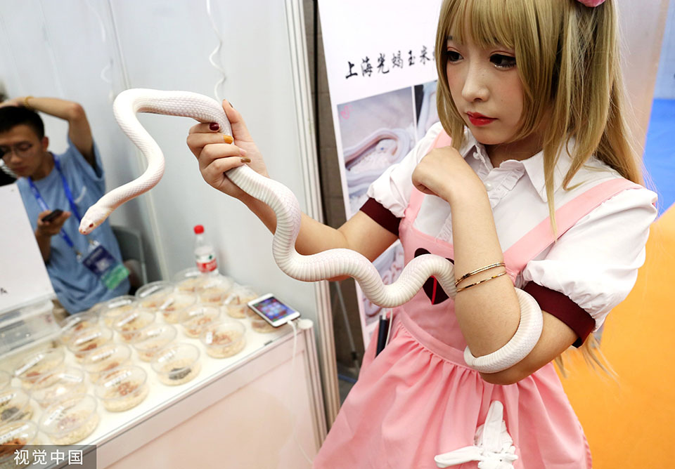 亚洲宠物展美女舞白蛇吸睛 另类网红动物身价不菲
