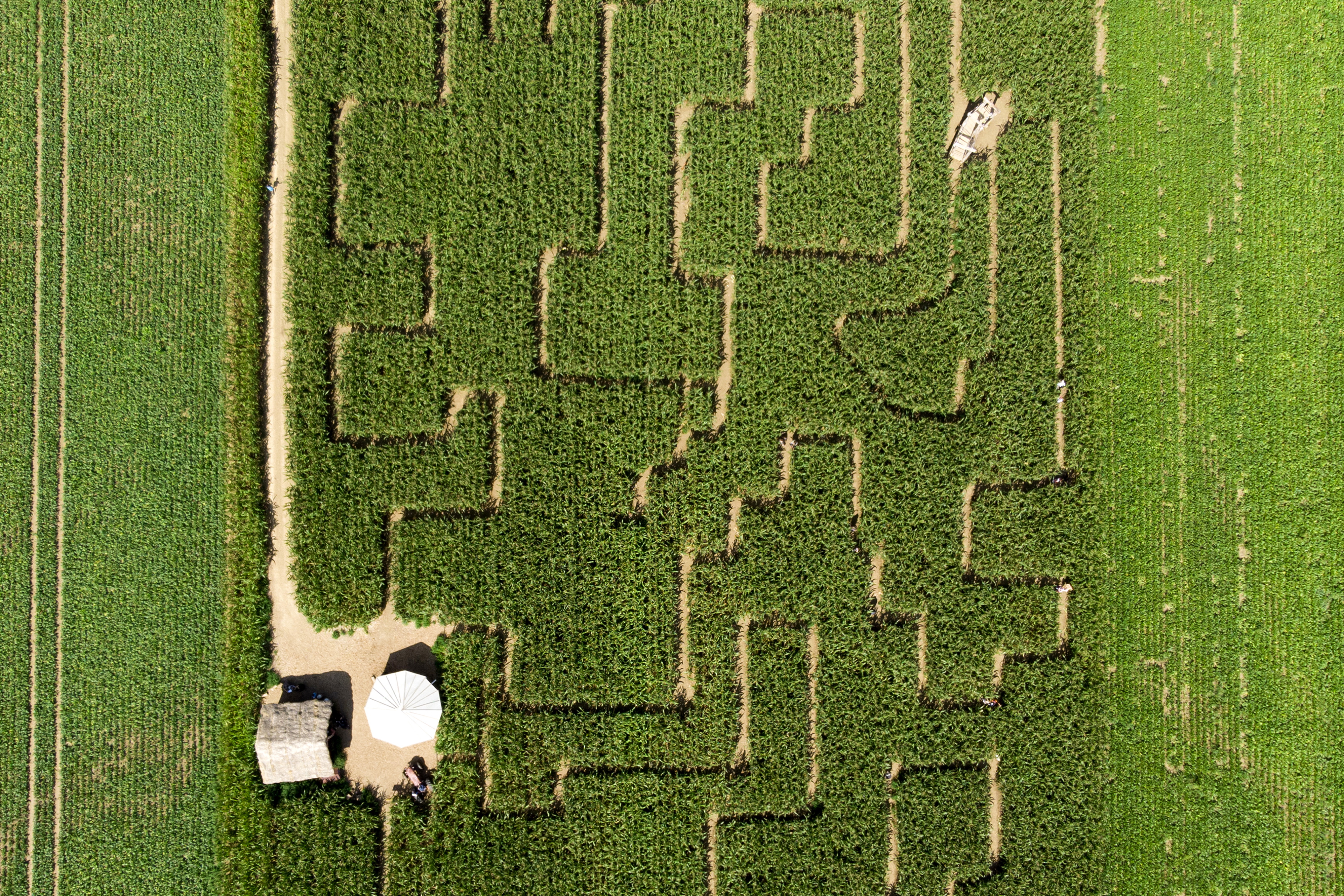 玉米迷宫的设计方案图片