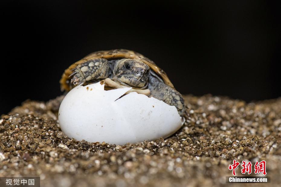 英国一动物园成功孵化超迷你小龟 仅瓶盖大小