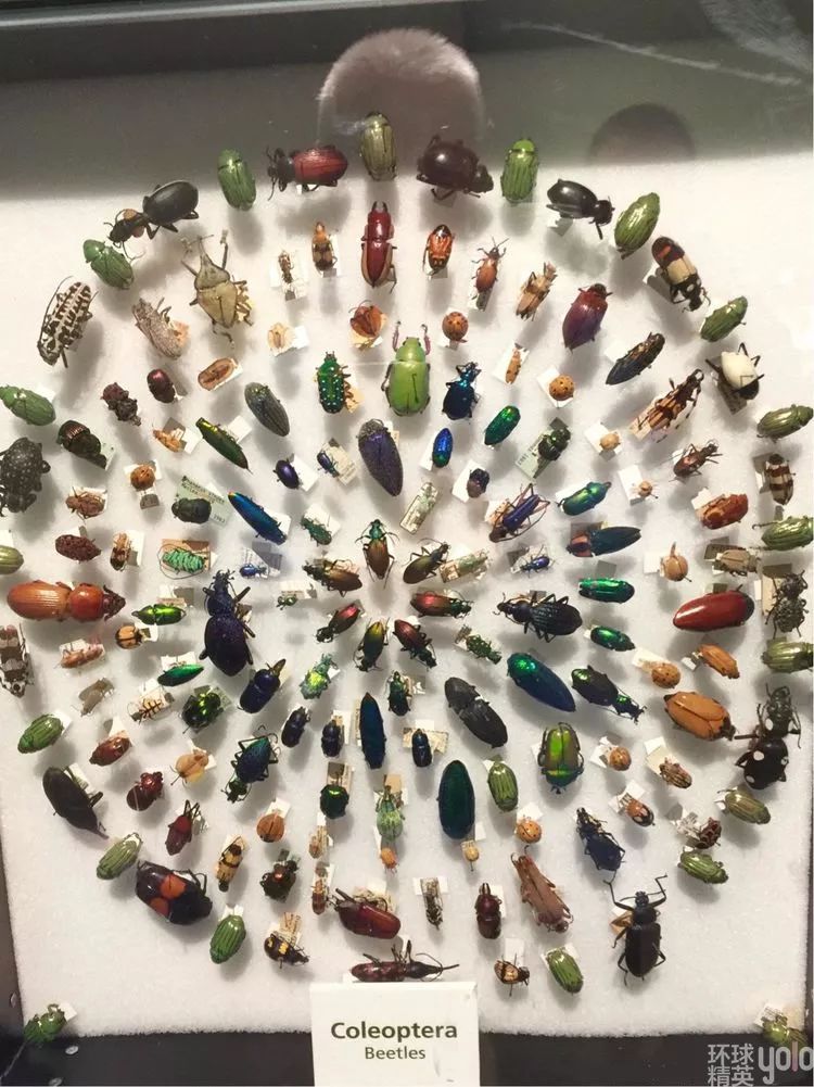 发现博物馆之失落的宝藏象鸟蛋世界上最贵的巨鸟蛋现藏于哈佛自然历史