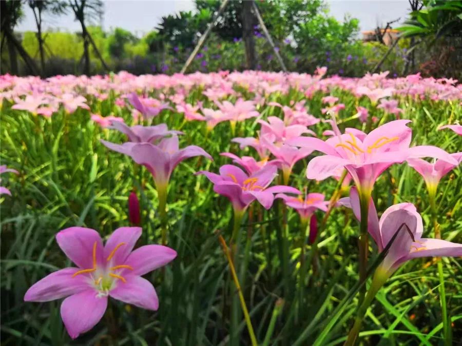 全域旅游 | 极为稀有!"鸳鸯莲"连续两年现身化龙湿地园区,这次你可别