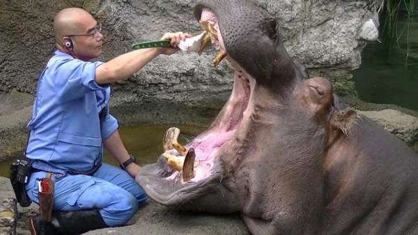 饲养员帮河马刷牙全程超配合,模样太卡通,根本是动物界的模范生