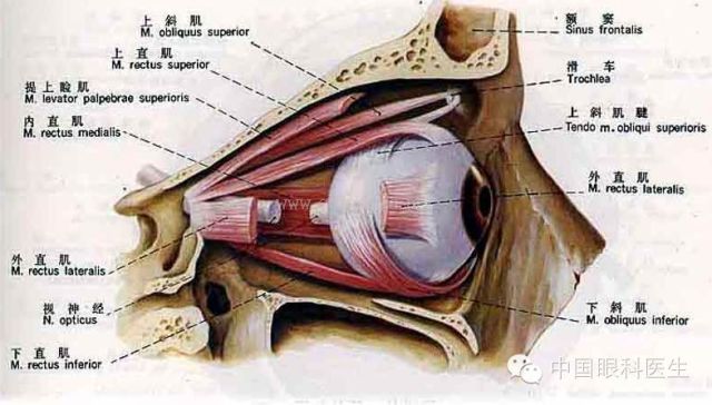 精美眼科解剖图眼科医师请收藏