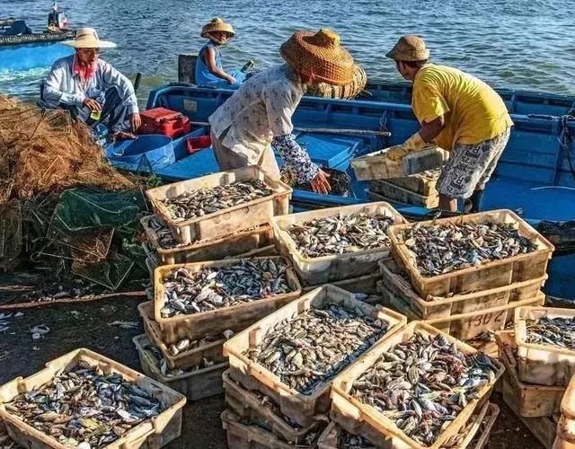 千帆竞发,一场渔民的海上狂欢_湛江