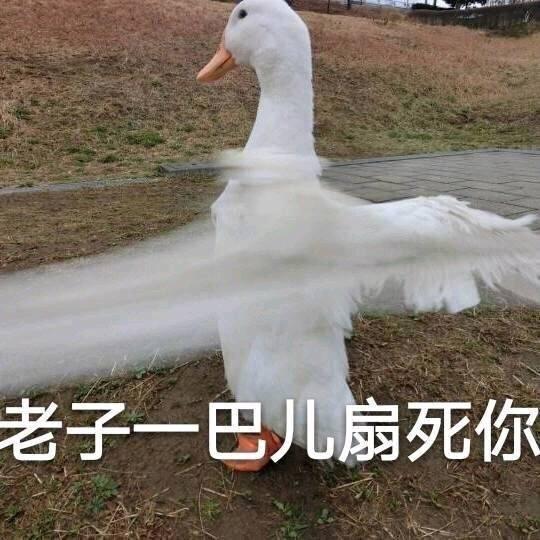 对不起鸭