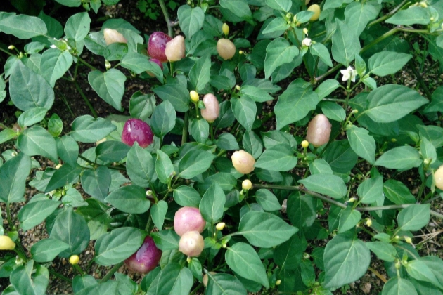 4,光照充足的光照是五彩椒正常生长的必然要求,无论是春夏秋冬,五彩椒