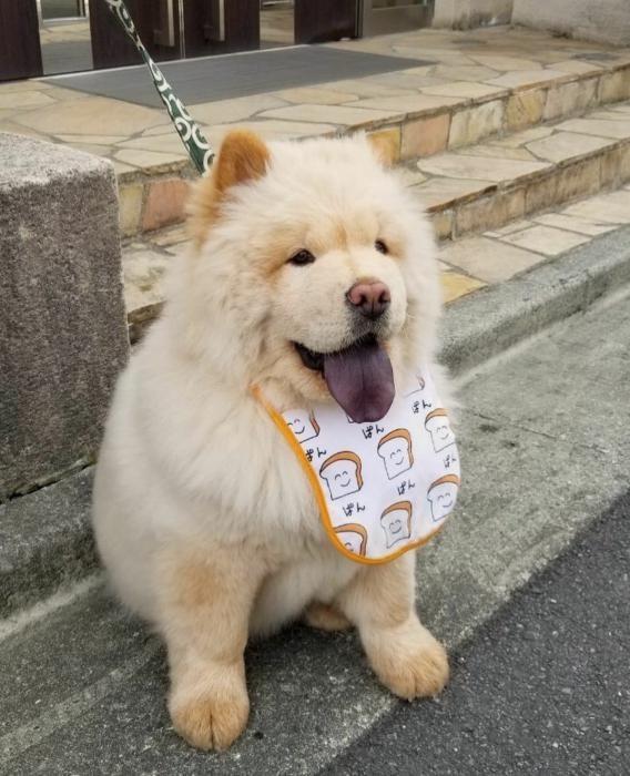 我国独有的土狗品种松狮犬几乎没有体味还可爱得不像话