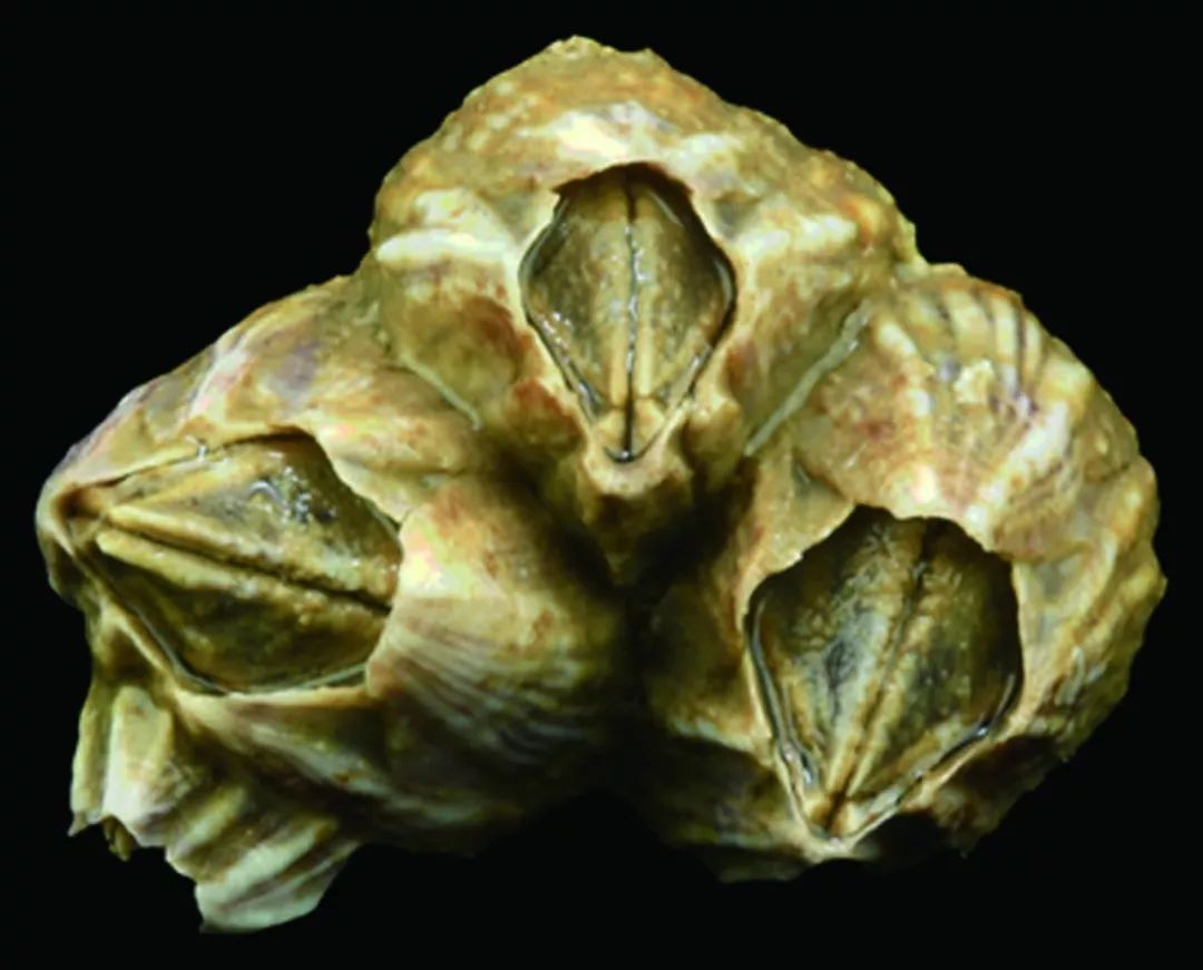 我国海岸带大型底栖动物知多少