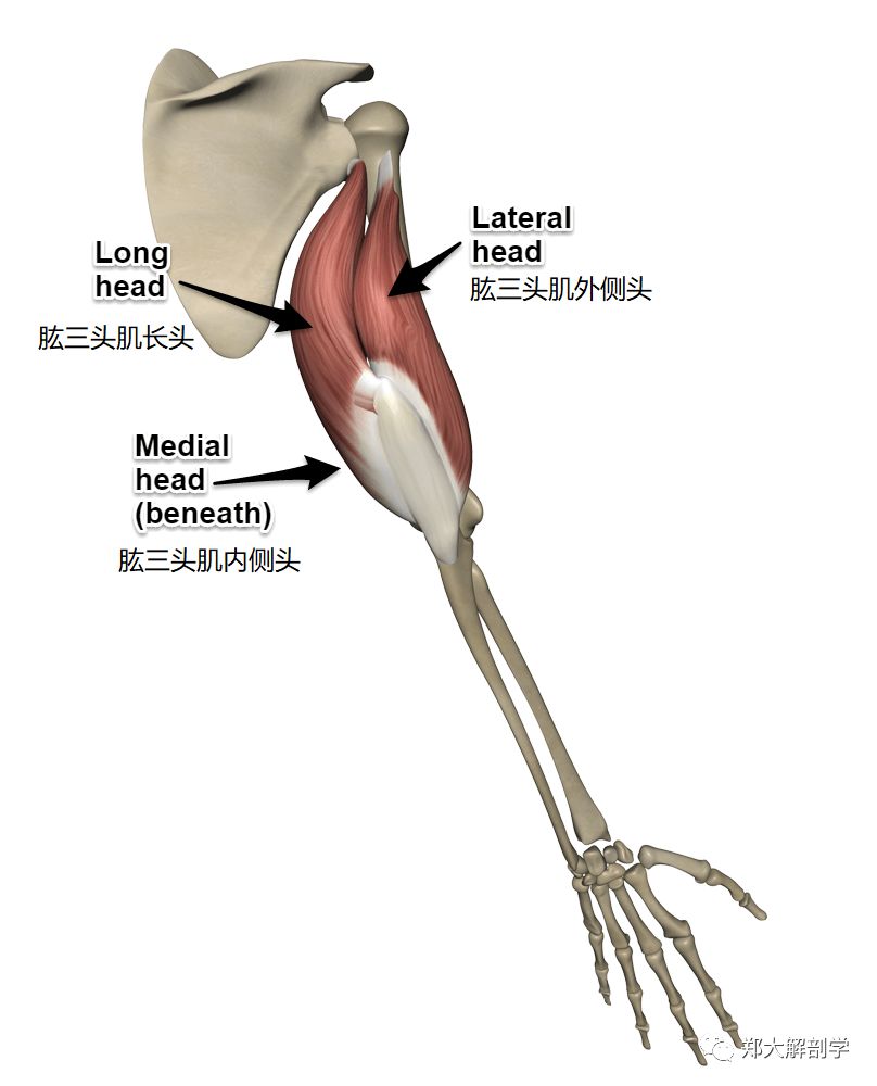 三角肌(中部)起点:肩峰三角肌(后部)起点:肩胛冈下缘小圆肌起点:肩胛