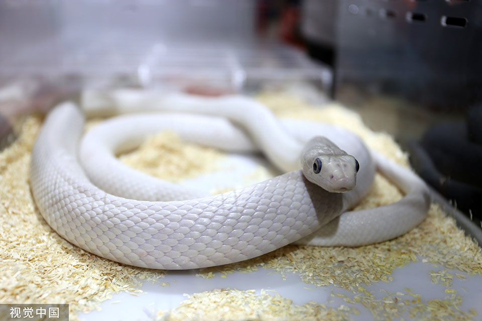 亚洲宠物展美女舞白蛇吸睛 另类网红动物身价不菲