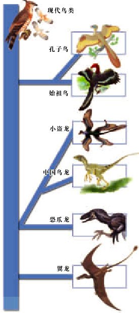 恐龙进化成鸟类过程图图片