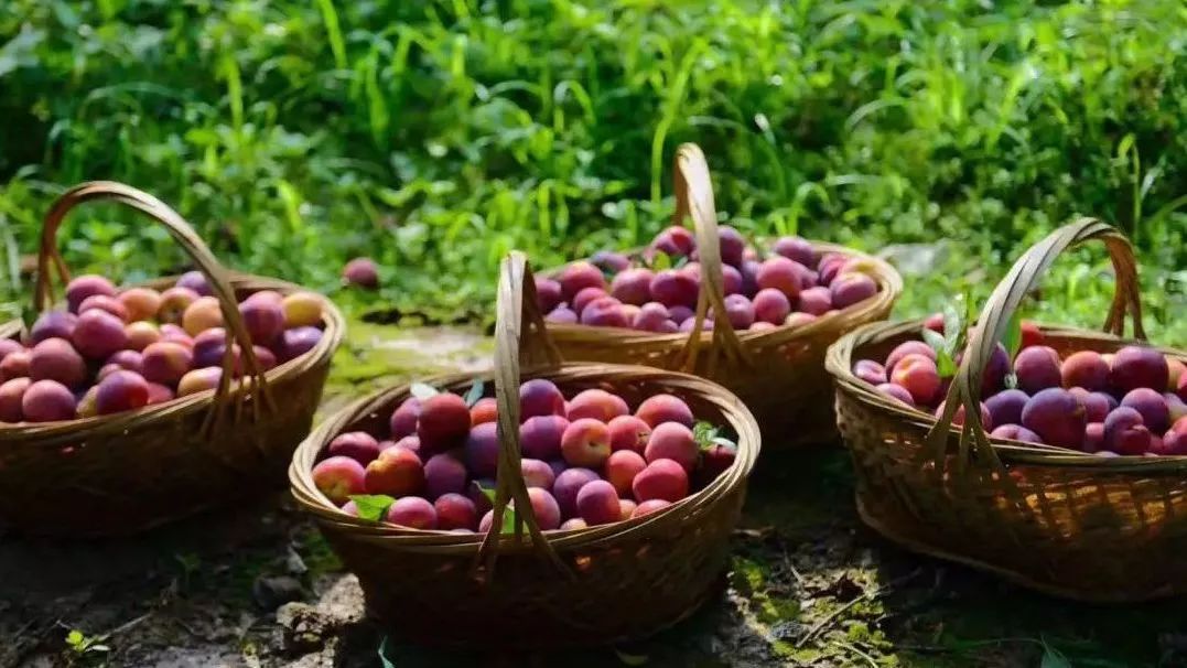 碧山x槜李当一种奇怪的珍果碰上一个古怪的精酿匠人