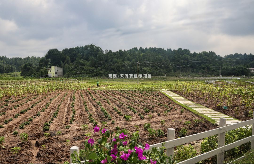 生活不只有眼前的苟且,你还能从简阳这个超级农场里探寻诗和远方!