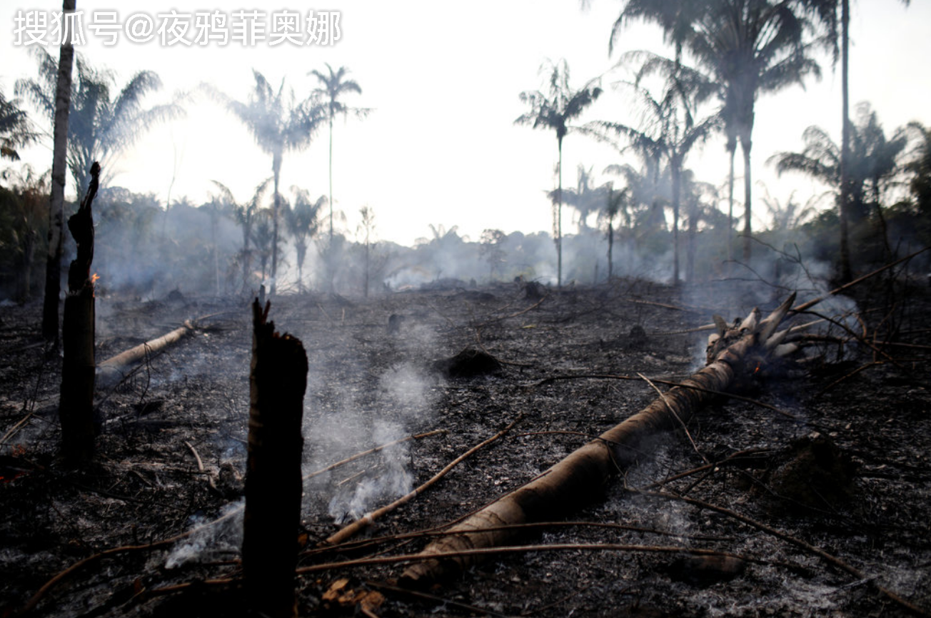 亚马逊雨林大火:燃烧的地球之肺